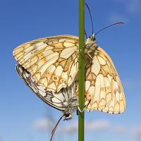 Mating Marbled Whites 2 